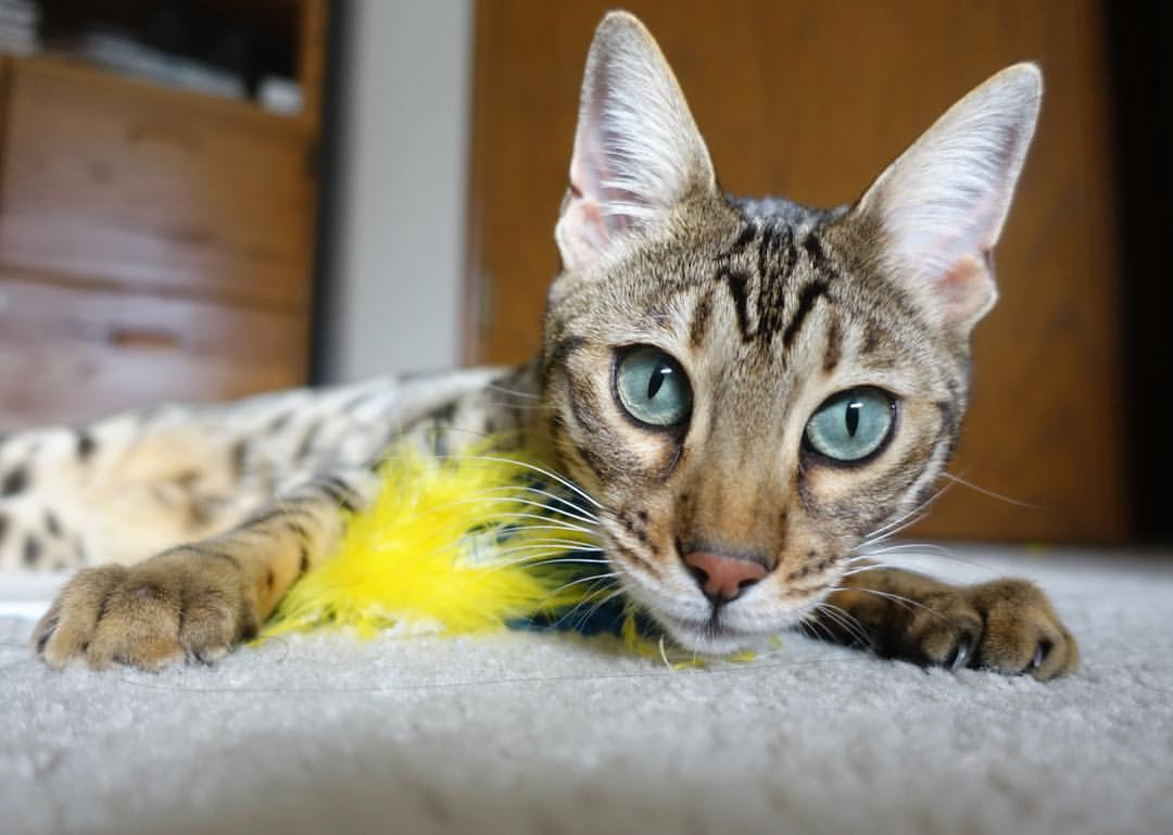 开云备用-令全场沸腾的“疯狂庆祝”时刻全集锦，疯狂f1  第3张