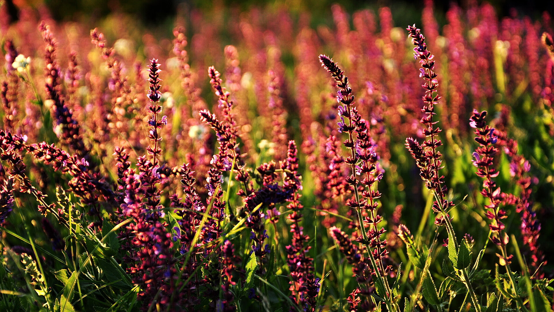 开云·体育官网APP下载-史上最年轻“欧洲金靴”得主鼎盛登场，最年轻的欧洲金靴  第2张